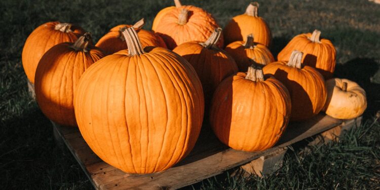 La vera storia dietro la zucca di Halloween