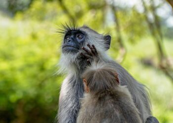 Allarme biologico: scimmie da laboratorio infette da Covid, epatite C ed herpes in fuga dopo incidente